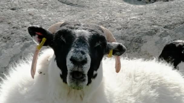 Un mouton au visage noir mâchant dans un champ du comté de Donegal - Irlande — Video