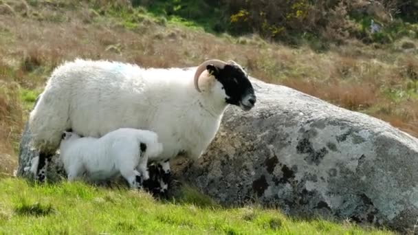 Ett får med svart ansikte som suger på ett fält i grevskapet Donegal - Irland — Stockvideo