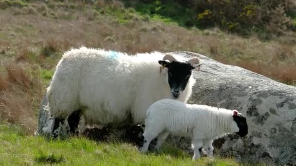 Une famille de moutons noirs dans un champ du comté de Donegal - Irlande — Video