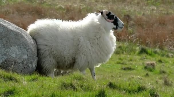 Blackface πρόβατα έχουν ένα τρίψιμο στην κομητεία Donegal - Ιρλανδία — Αρχείο Βίντεο