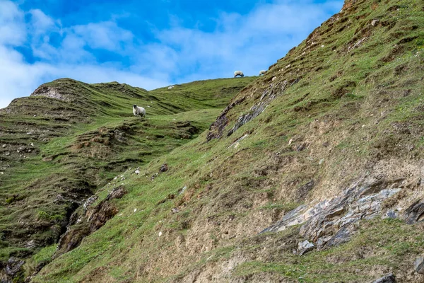 Ovejas de pie en los acantilados de Silver Strand en el Condado de Donegal - Irlanda — Foto de Stock