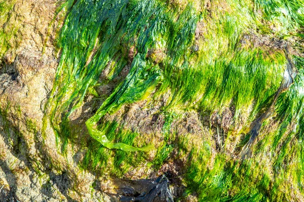 Zelené řasy rostoucí na skalách na pláži v Irsku — Stock fotografie