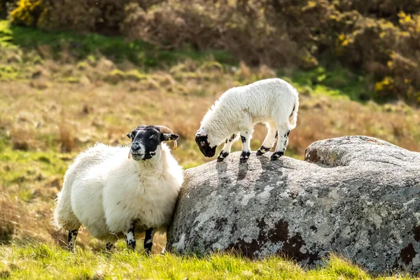 Una familia de ovejas de cara negra en un campo en el Condado de Donegal - Irlanda — Foto de Stock