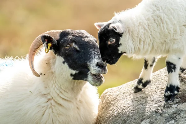 Una familia de ovejas de cara negra en un campo en el Condado de Donegal - Irlanda — Foto de Stock