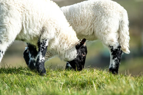 Agneaux de moutons noirs mignons dans un champ dans le comté de Donegal - Irlande — Photo