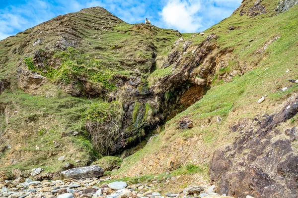 ドニゴール州のシルバーストランドの崖の上に立つ羊-アイルランド — ストック写真