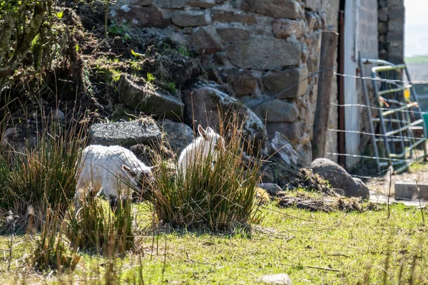 Carneiro irlandês com pequeno cordeiro no Condado de Donegal - Irlanda — Fotografia de Stock