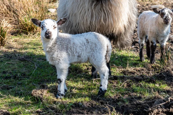 Caramelo irlandés con cordero pequeño en el Condado de Donegal - Irlanda — Foto de Stock