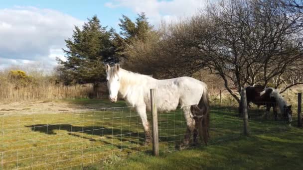 Cavallo bianco che ha un buon sfregamento contro la recinzione in Irlanda — Video Stock