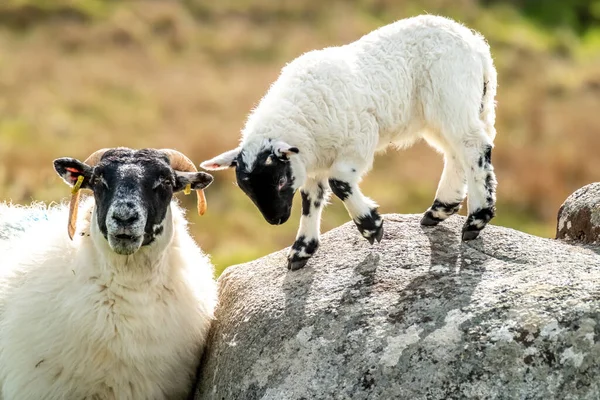 Una familia de ovejas de cara negra en un campo en el Condado de Donegal - Irlanda — Foto de Stock