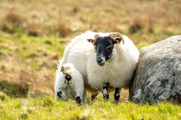 Una familia de ovejas de cara negra en un campo en el Condado de Donegal - Irlanda — Foto de Stock