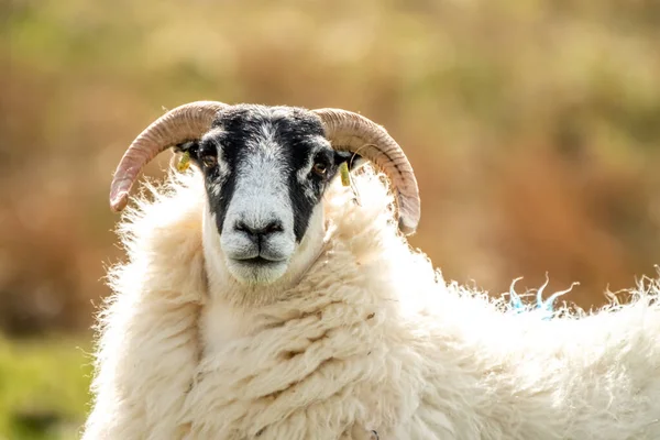 Una familia de ovejas de cara negra en un campo en el Condado de Donegal - Irlanda — Foto de Stock