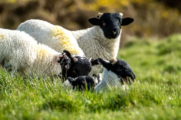Corderos de oveja de cara negra en un campo en el Condado de Donegal - Irlanda — Foto de Stock