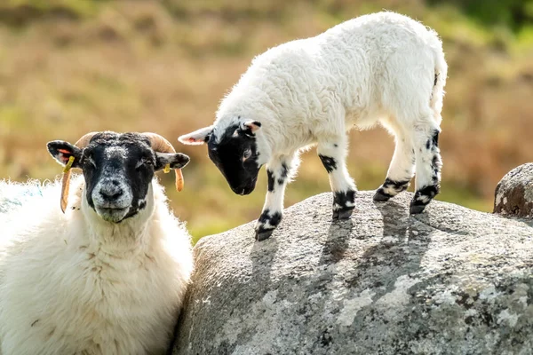 Una familia de ovejas de cara negra en un campo en el Condado de Donegal - Irlanda — Foto de Stock