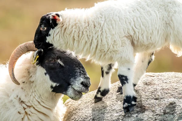 Una familia de ovejas de cara negra en un campo en el Condado de Donegal - Irlanda — Foto de Stock
