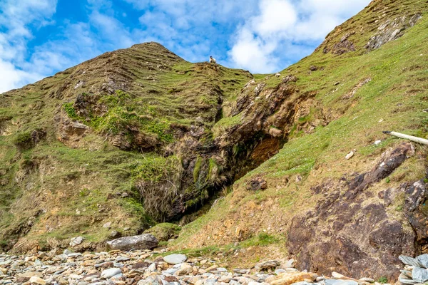 Owce stojące na klifach Silver Strand w hrabstwie Donegal - Irlandia — Zdjęcie stockowe