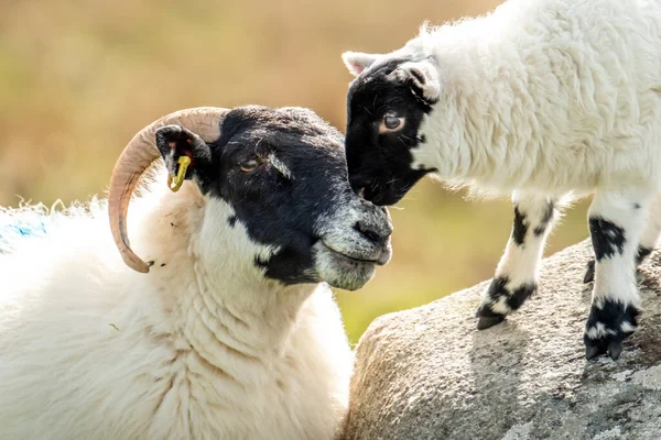 Una familia de ovejas de cara negra en un campo en el Condado de Donegal - Irlanda — Foto de Stock