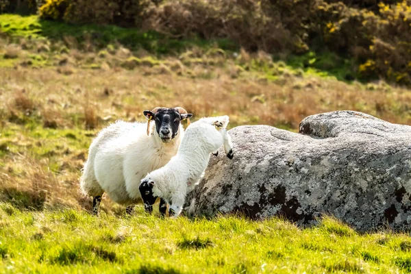 Uma família de ovelhas blackface em um campo no Condado de Donegal - Irlanda — Fotografia de Stock