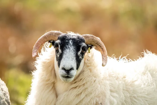 Una familia de ovejas de cara negra en un campo en el Condado de Donegal - Irlanda — Foto de Stock