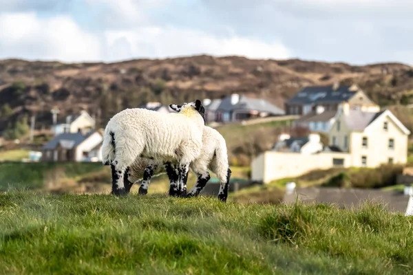 Cordeiros blackface bonito ovelhas em um campo no Condado de Donegal - Irlanda — Fotografia de Stock