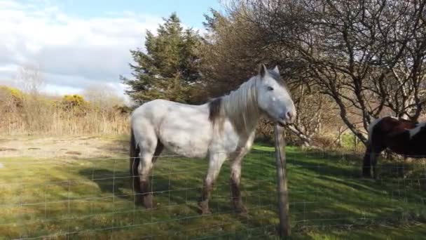 Білий кінь має добрий килим проти паркану в Ірландії. — стокове відео