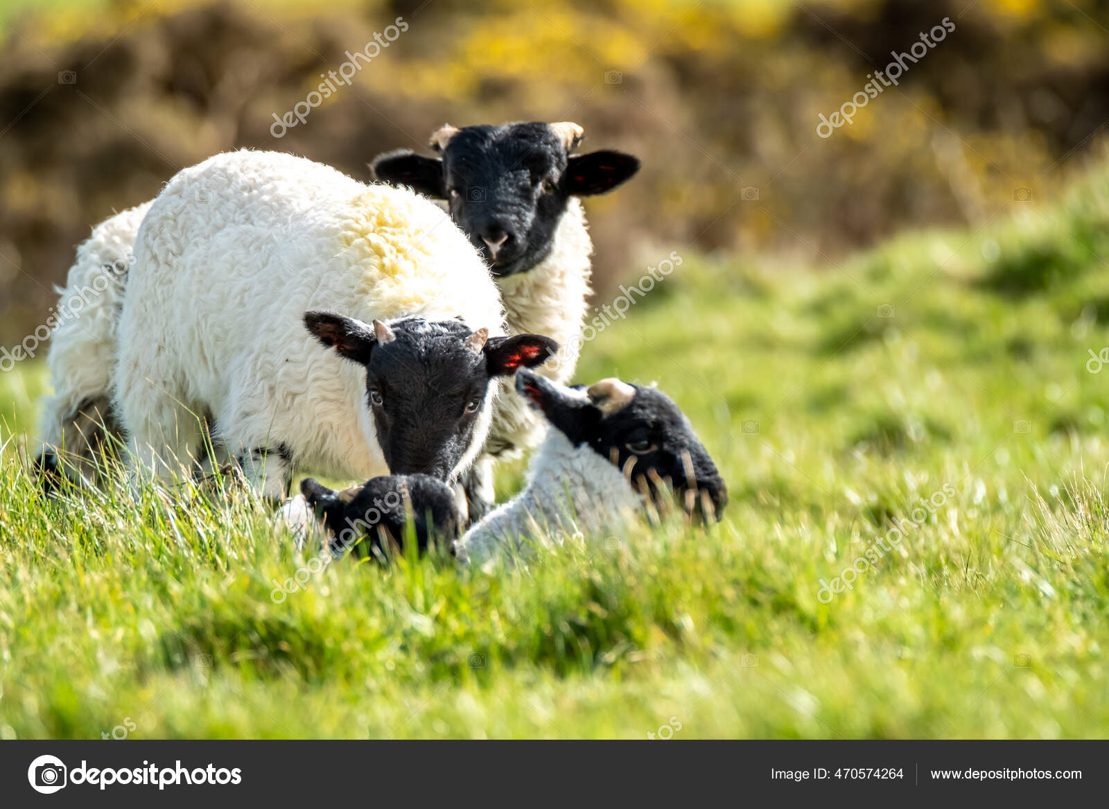 Cute blackface sheep lambs in a field in County Donegal Ireland Stock