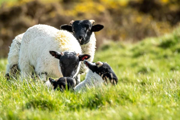 Agneaux de moutons noirs mignons dans un champ dans le comté de Donegal - Irlande — Photo