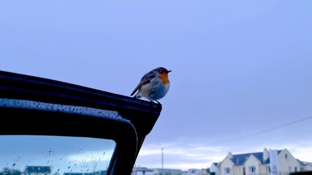 Red Robin descansando en coche negro en Donegal, Irlanda — Vídeos de Stock