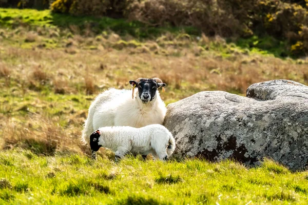 Uma família de ovelhas blackface em um campo no Condado de Donegal - Irlanda — Fotografia de Stock