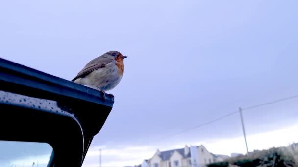 Kırmızı Robin Donegal, İrlanda 'da siyah arabada dinleniyor. — Stok video