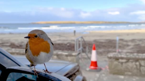 Red Robin descansando em carro preto em Donegal, Irlanda — Vídeo de Stock