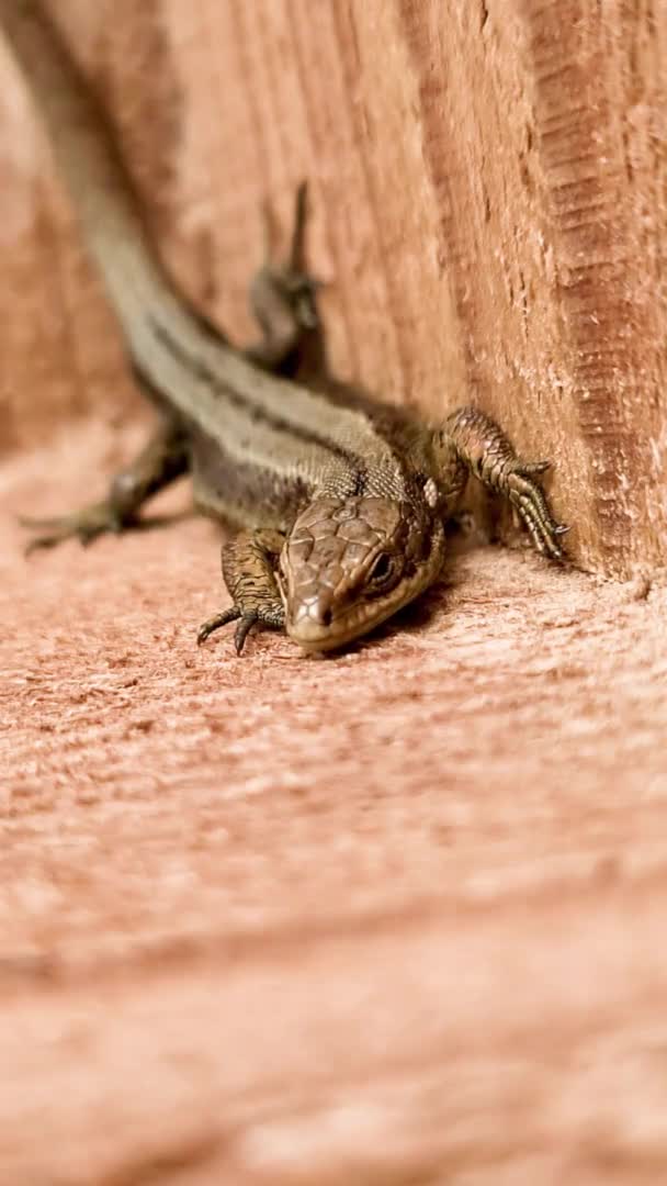 Lagarto europeo a la luz del sol sentado en un banco en Irlanda — Vídeos de Stock