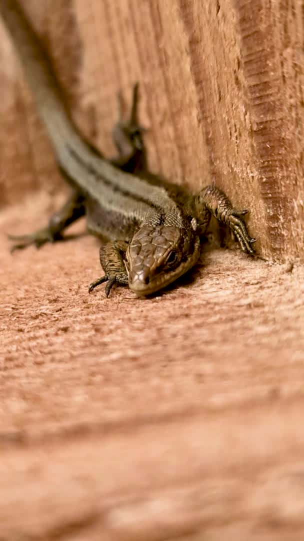 Lézard européen au soleil assis sur un banc en Irlande — Video