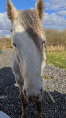 Donegal, İrlanda 'daki Bigh beyaz atının yakınında.