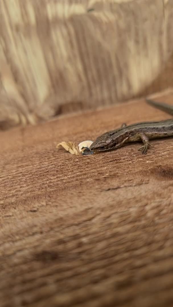 Lagarto europeo a la luz del sol sentado en un banco en Irlanda — Vídeo de stock