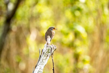 Kırmızı Robin, kırmızı göğüs kuşu İrlanda 'da bir bahçeyi ziyaret ediyor.