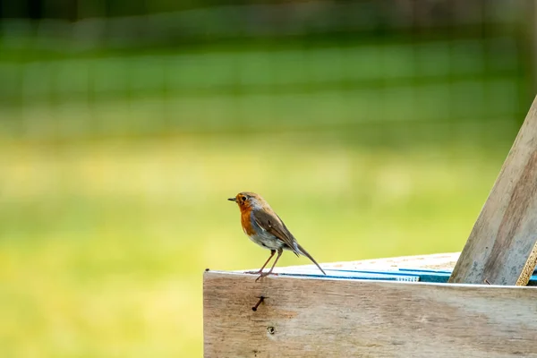 Red Robin, pássaro de peito vermelho visitando um jardim na Irlanda — Fotografia de Stock