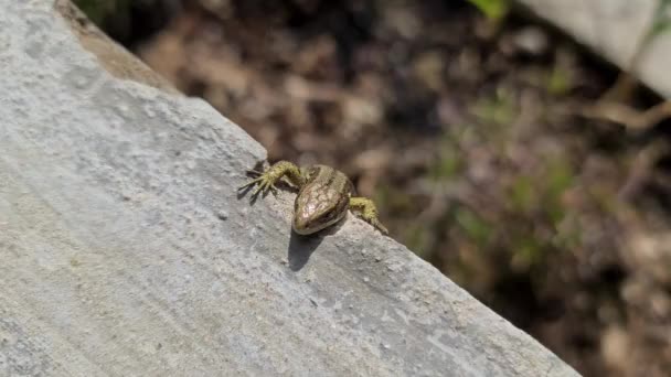 Lagarto europeu à luz do sol sentado em um banco na Irlanda — Vídeo de Stock