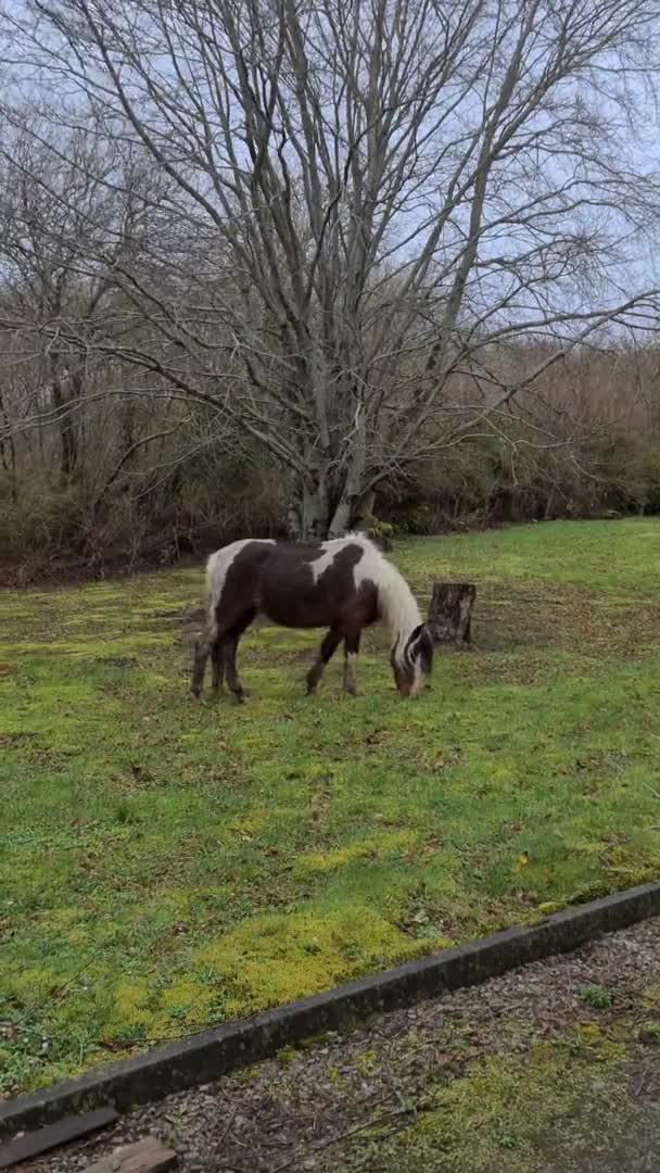 Wild horse feeding on garden lawn — Stock Video