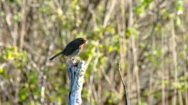 Kırmızı Robin Donegal, İrlanda 'da bir bahçede