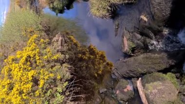 İrlanda 'da derenin yanında çiçek açan Gorse.