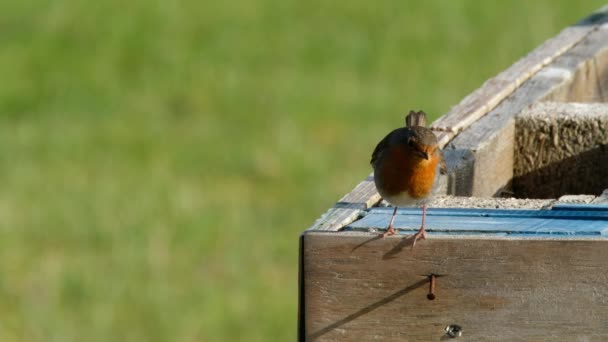 Red Robin in een tuin in Donegal, Ierland — Stockvideo