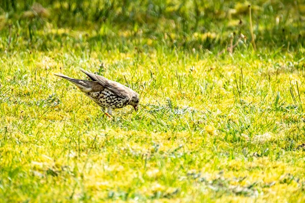 Song Thrush, turdus philomelos, visiting a garden in Ireland — Stock Photo, Image