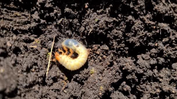 Sluiten van de larven van de keverlarven in de grond. De larve van een kever, ook wel de meikever, de juni kever of de juni kever genoemd. — Stockvideo