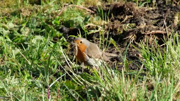 Red Robin w ogrodzie w Donegal, Irlandia — Wideo stockowe