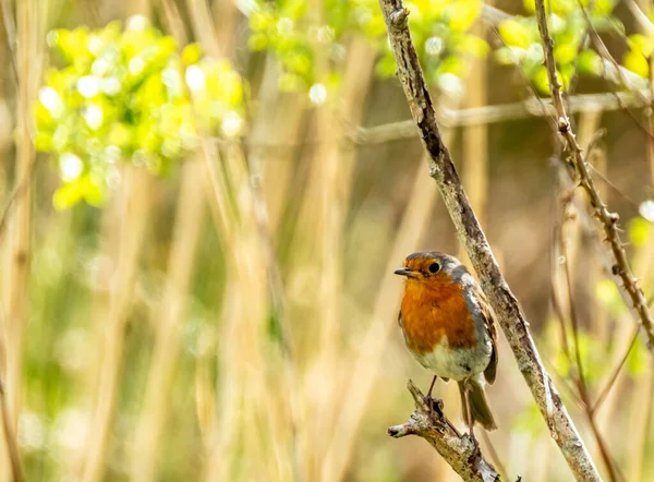 Red Robin, oiseau rouge visitant un jardin en Irlande — Photo
