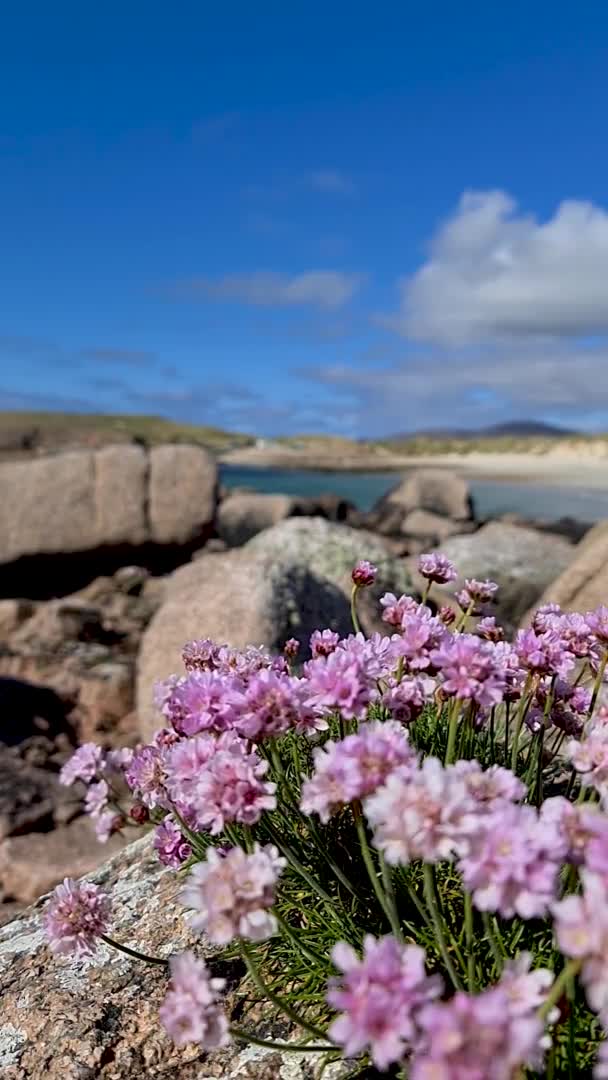 Gyönyörű rózsaszín virágok Donegal - Írország — Stock videók