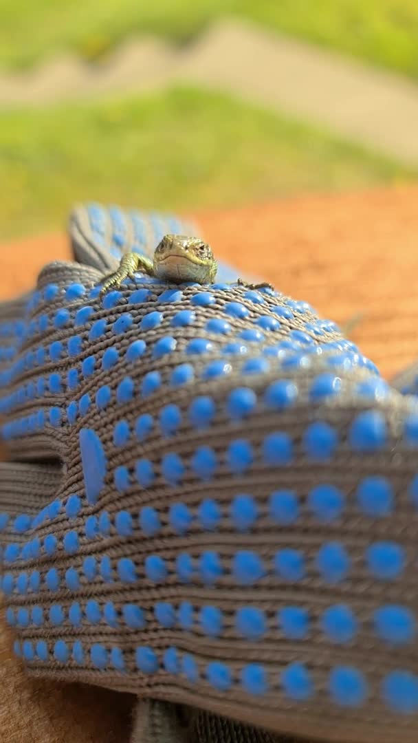 Lagarto europeo a la luz del sol sentado en un banco en Irlanda — Vídeo de stock