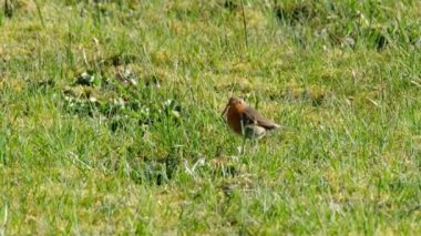 Kırmızı Robin Donegal, İrlanda 'da bir bahçede