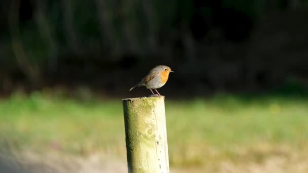 Червоний Робін у саду в Донегалі (Ірландія). — стокове відео